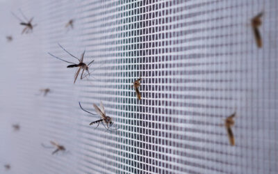 Zanzare e aree industriali: spazi verdi a bassa infestazione